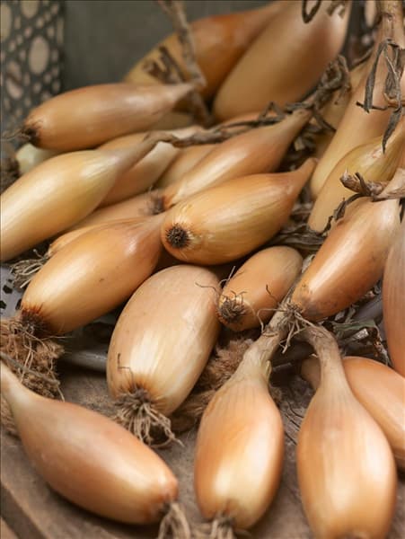 Allium cepa var. ascalonicum Tosca