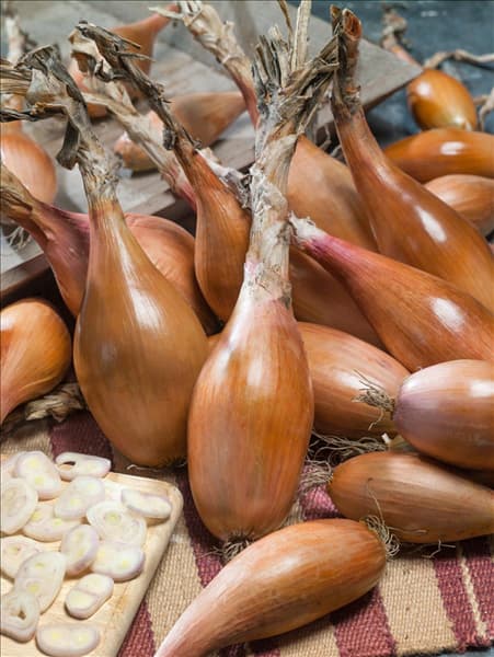 Allium cepa var. ascalonicum Zeebrune