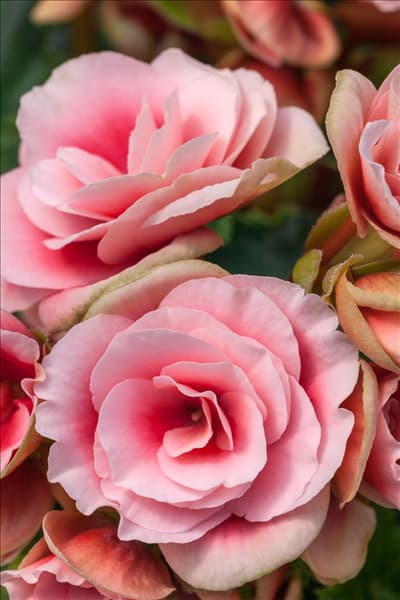 Begonia Rhine Borias