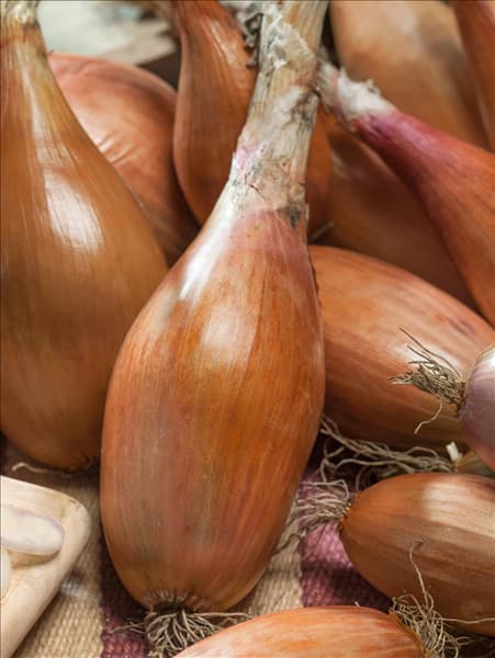 Allium cepa var. ascalonicum Zeebrune