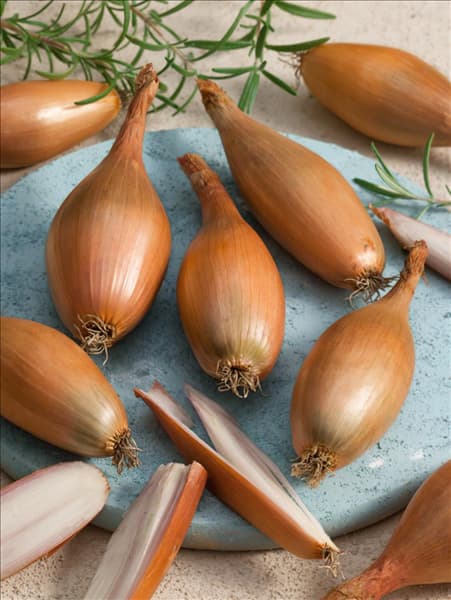 Allium cepa var. ascalonicum Zeebrune