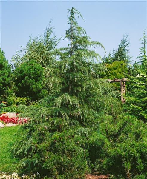 Cedrus deodara