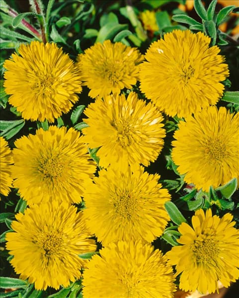 Asteriscus maritimus Gold Nugget