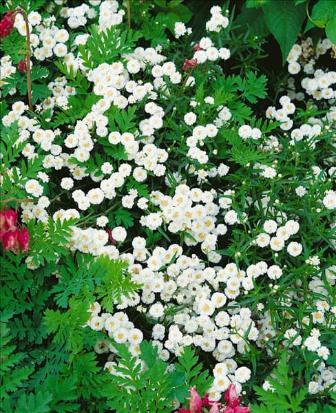 ACHILLEA PTARMICA NANA BALLERINA
