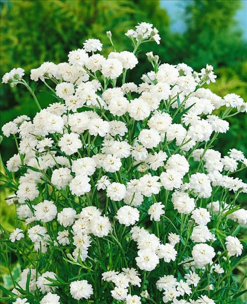 ACHILLEA PTARMICA BALLERINA