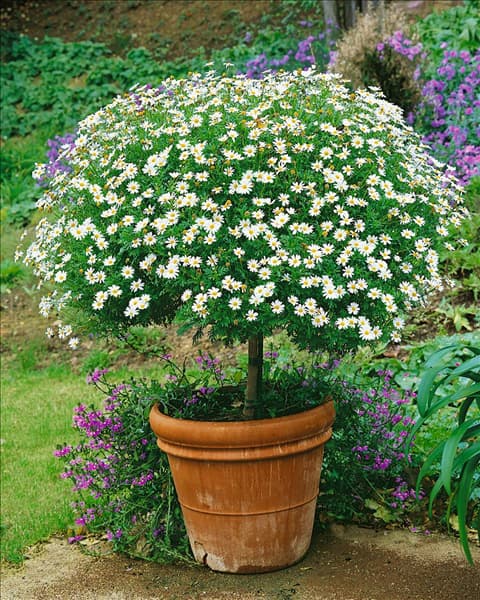 Argyranthemum frutescens / standard