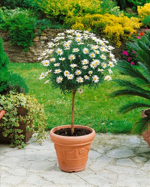 Argyranthemum frutescens white