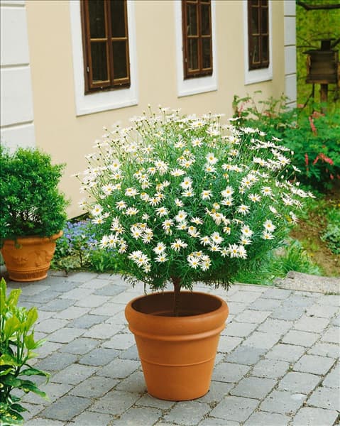 Argyranthemum frutescens / standard