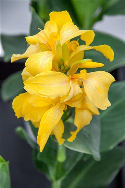 Canna Cannova F1 Yellow