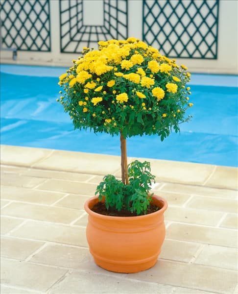 Argyranthemum frutescens yellow