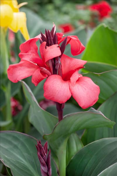 Canna Cannova ® Rose