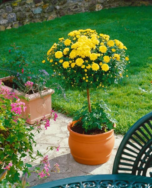 Argyranthemum frutescens yellow