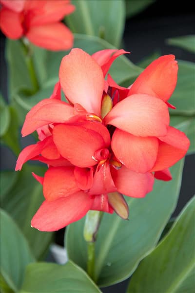 Canna Cannova  F1 Red Shades