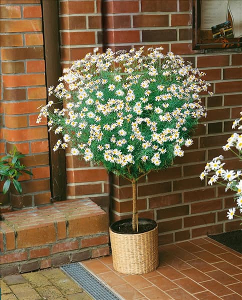 Argyranthemum frutescens / standard