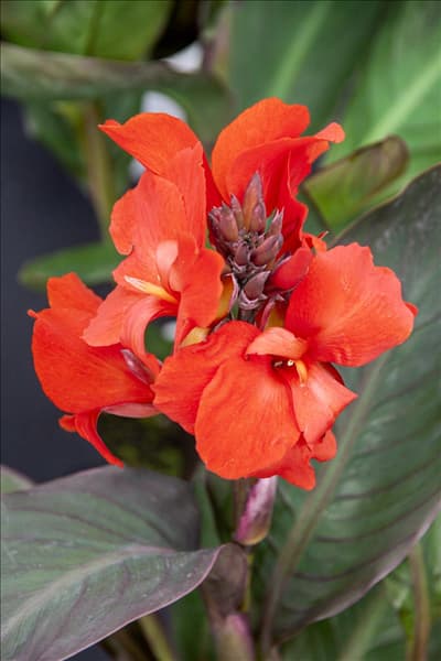 Canna Cannova F1 Scarlet Bronze