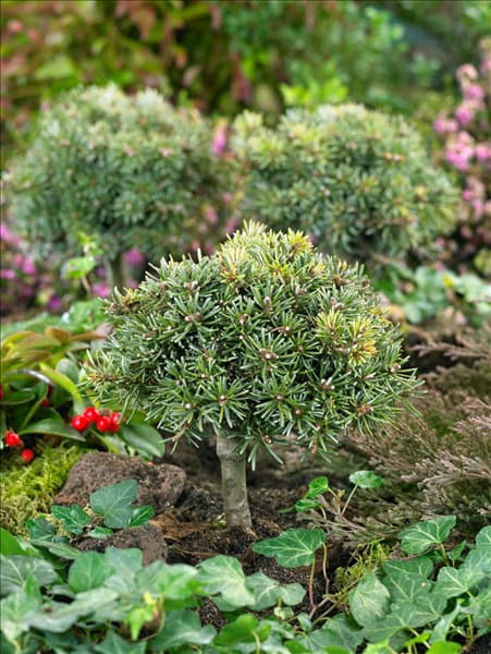 Abies koreana Blauer Eskimo