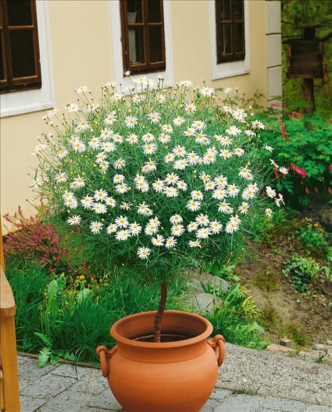 Argyranthemum frutescens / standard