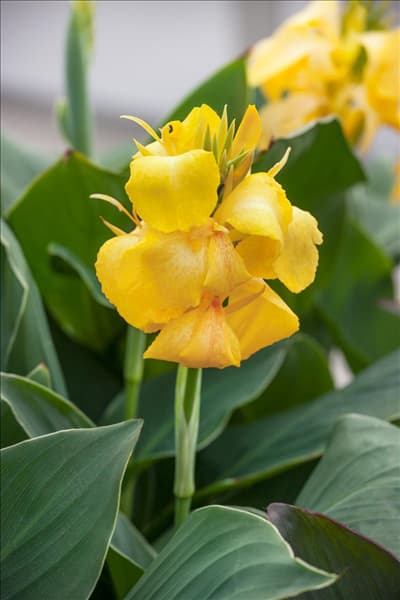 Canna Cannova ® Yellow
