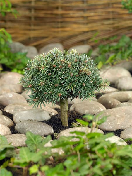 Abies koreana Blauer Eskimo