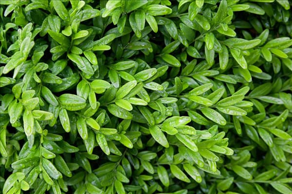 Buxus sempervirens Angustifolia
