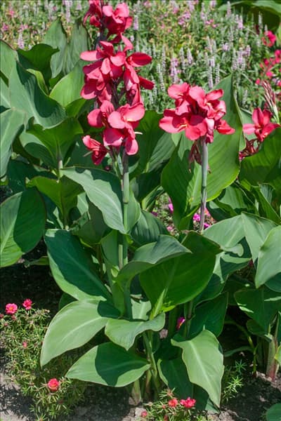 Canna Cannova ® Rose
