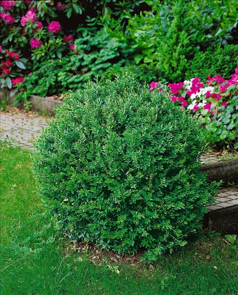 BUXUS sempervirens