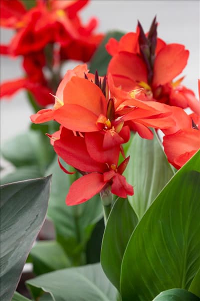 Canna Cannova ® Red Shades