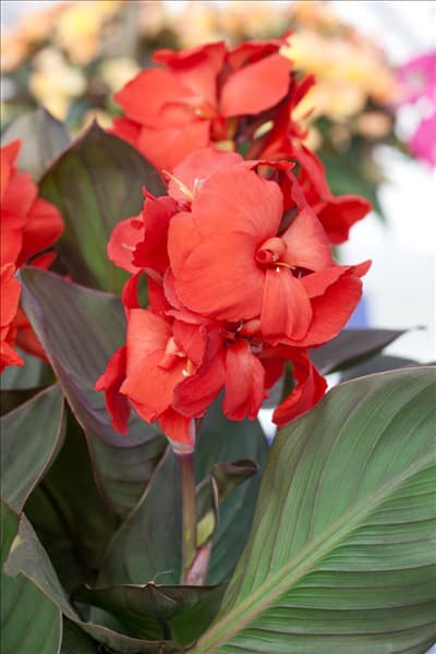 Canna Cannova Bronze Scarlet F1