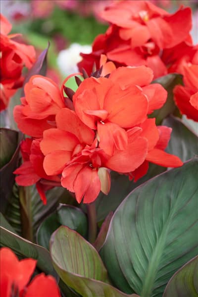 Canna Cannova Bronze Scarlet F1