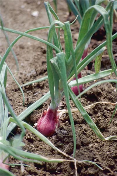 Allium cepa