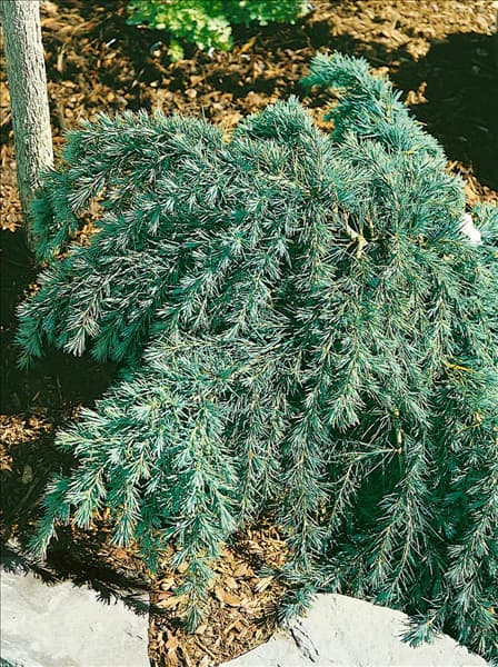 Cedrus deodara Feeling Blue