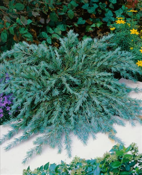 Cedrus deodara Feeling Blue