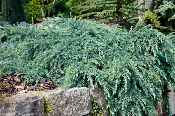Cedrus deodara Feelin' Blue