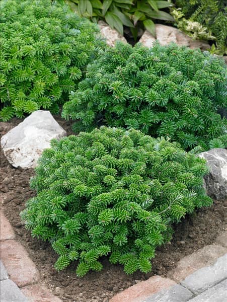 Abies koreana Brillant