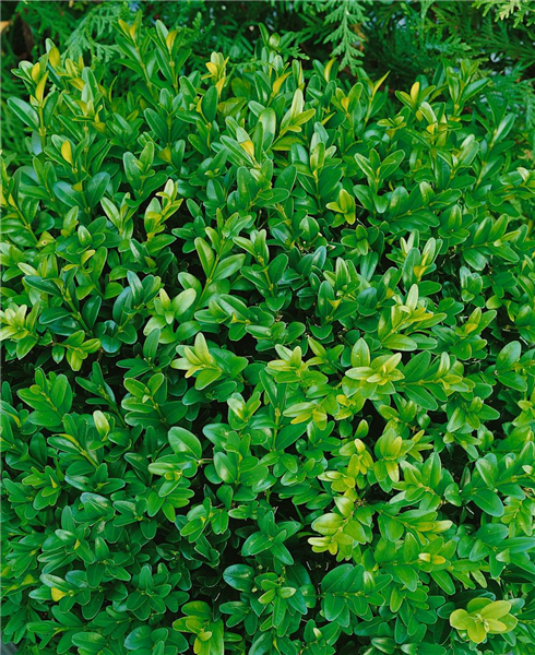 Buxus sempervirens 'Angustifolia'
