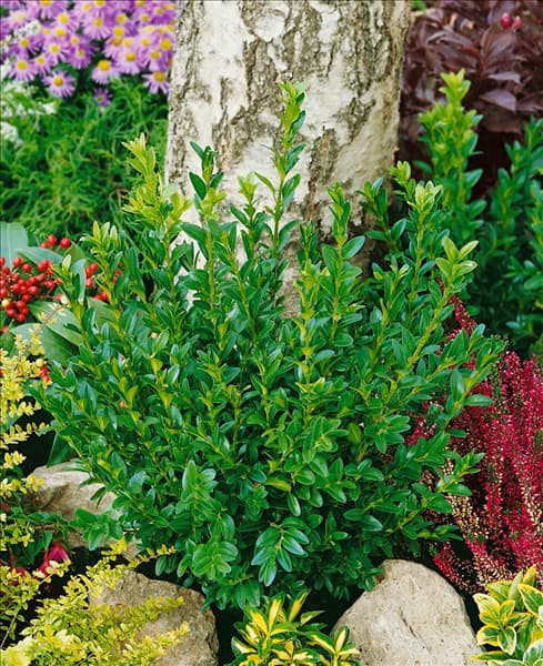 Buxus sempervirens Angustifolia