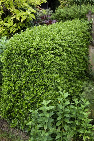 Buxus sempervirens Angustifolia