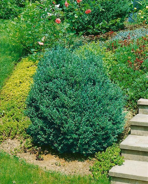 BUXUS sempervirens Angustifolia