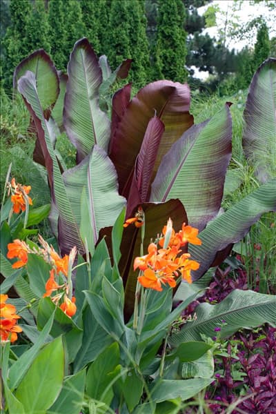 Ensete ventricosum und Canna indica