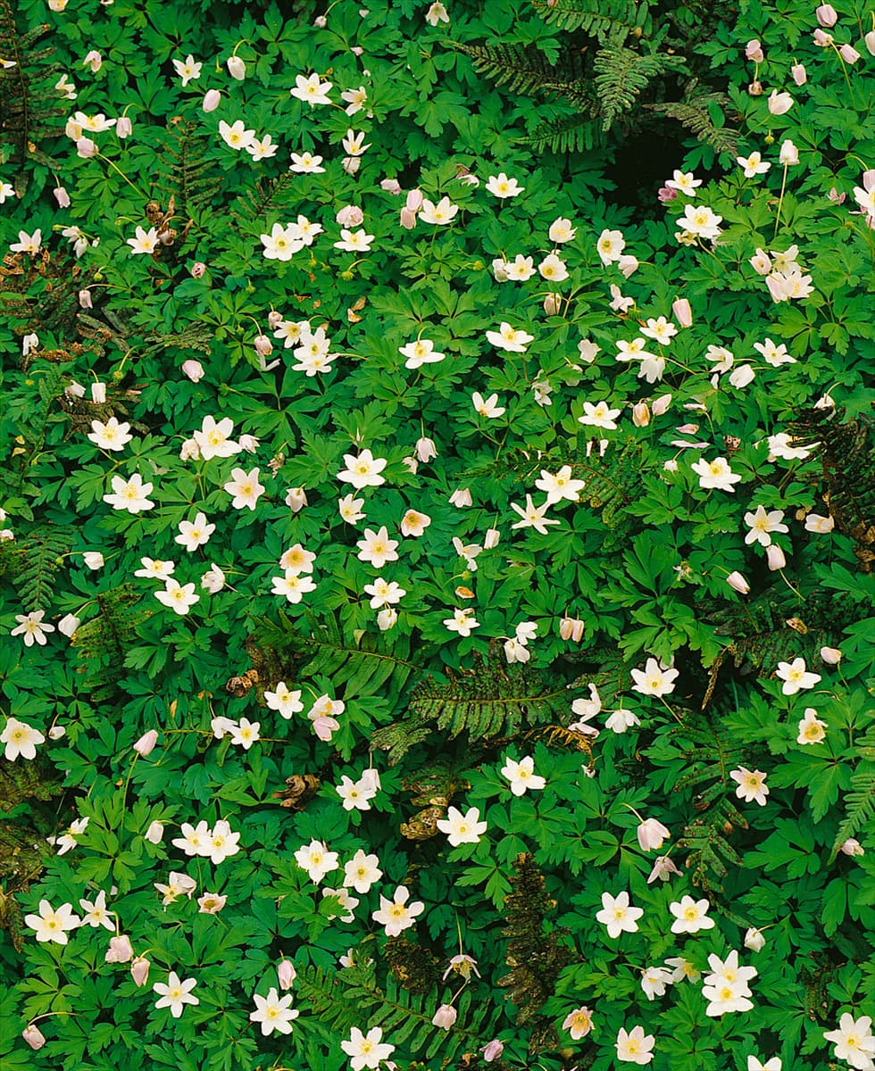 Anemone nemorosa