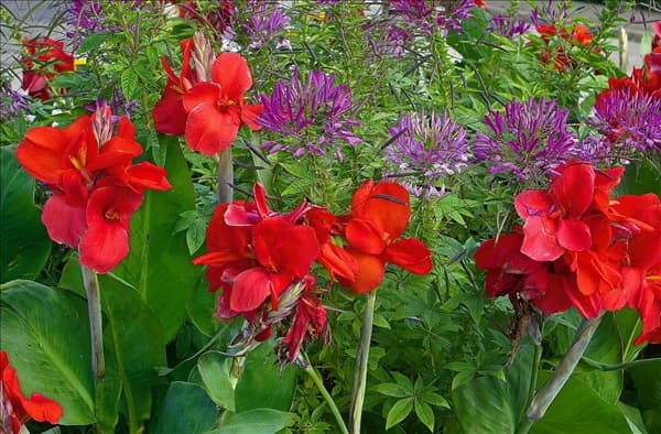 Canna indica red