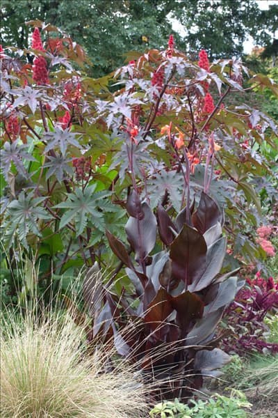 Ricinus communis, Canna indica und Festuca