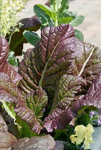 Brassica juncea