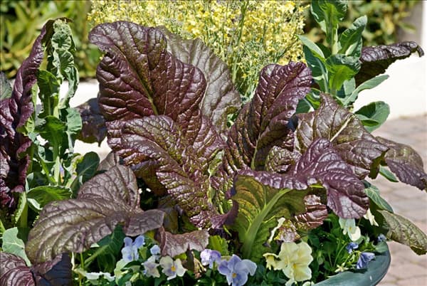 Brassica juncea