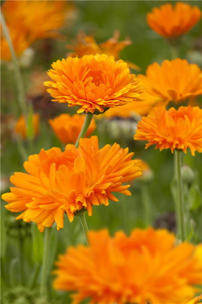 Calendula officinalis