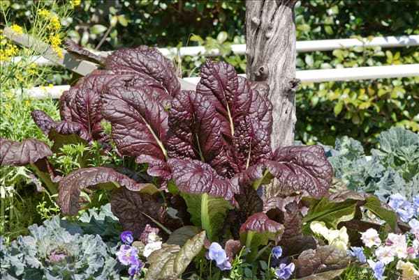 Brassica juncea