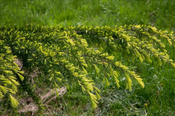 Cedrus deodara 'Golden Horizon'