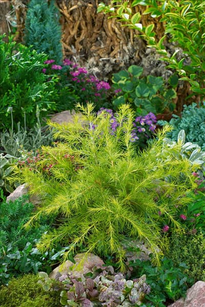 Cedrus deodara Golden Horizon