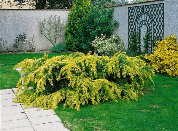 Cedrus deodara Golden Horizon