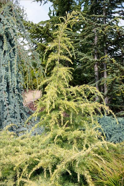 Cedrus deodara Golden Horizon
